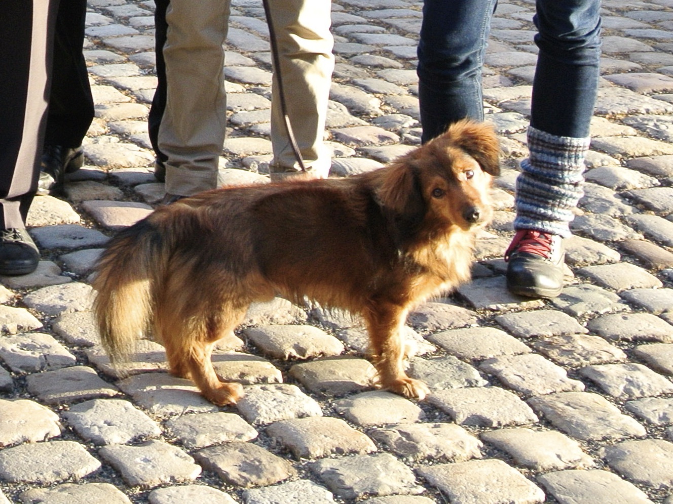 Pauli